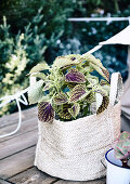 Colored nettle in a fabric bag