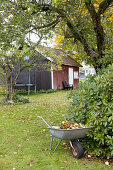 Windfall fruit and leaves in wheelbarrow in autumnal garden with wooden house in background