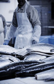 Salmon being processed in a fish factory