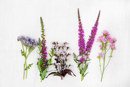 Various purple and pink summer flowers incl. scorpionweed (Phacelia)