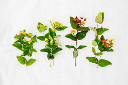 Various types of St. John's wort (Hypericum)