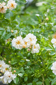 Blühende weiße Rosen