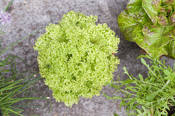 Verschiedene Salatsorten in Pflanztöpfen