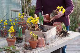 Box plant with Winter aconite and snowdrops