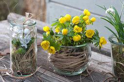Winter aconite and squillies in mason jars