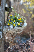 Winter aconites and snowdrops hung in a pointed basket