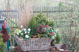 Winterfest bepflanzter Korb-Kasten mit Christrose
