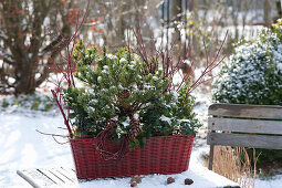 Winter resistent basket box planted with pine