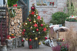 Christmas tree in the basket with birch stems