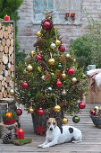 Weihnachtsbaum im Korb mit Birkenstämmen