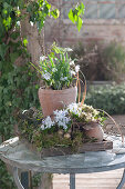 Blue Oysters In Terracotta Pot In Wreath Of Natural Materials
