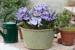 Spring Crocus 'striped Beauty' In Tin Bowl