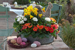 Zinc Bowl With Daffodils, Primroses And Ranunculus