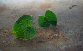 Wasabi leaves on a metal background
