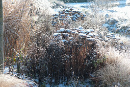 Verschneite Samenstände von Fetthenne und Aster im Winter