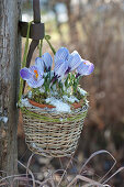 Crocus 'king Of Striped' Hung In Basket On Post