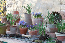 Plant Crocuses And Snowdrops In Pots