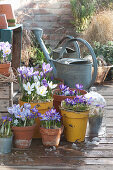 Crocus Arrangement In Pots On The Terrace