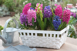 Hyacinths In The White Basket