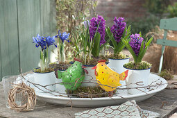 Hyacinths and net iris with tin chickens as table decorations
