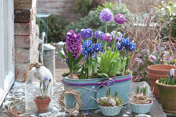 Jardiniere mit Hyazinthe, Netziris und Kugelprimeln