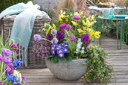 Spring bowl with primroses, hyacinths and mimosa