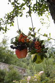 Hanging arrangements of apples and berries