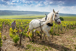 A winemaker plows a Domaine Julien Brocard vineyard in the Grand Cru Les Preuses with his horse