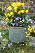 Spring basket with daffodils and tulips
