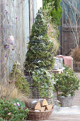 Autumn Terrace With Conifers