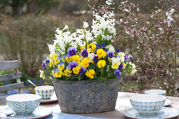 Horny Violets And Hyacinths As A Table Decoration