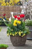 Korb mit Tulpen und Primeln