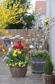 Spring Terrace With Tulips And Ornamental Cherry