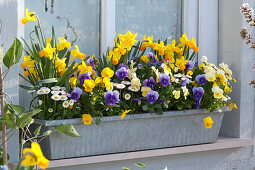 Spring Box With Horned Violets And Daffodils At The Window