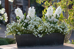 White Planted Spring Box