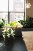 White lilies in basket below planted troughs next to window