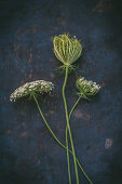 Stems of Queen Anne's lace on dark surface