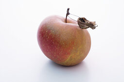 A Boskop apple