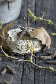 Blue cheese with oak leaves and long pepper