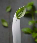 A basil leaf on a knife tip with water droplets