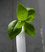 Fresh basil leaves on a knife tip with water droplets