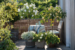 Terrasse mit Stammrosen in weiß und gelb