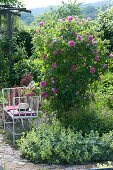 Englische Duftrose 'Gertrude Jekyll' im Staudenbeet