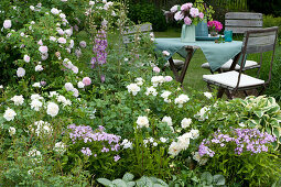 Historische Rose Félicité Parmentier und Beetrose 'Petticoat'