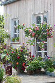 Terrace With Roses And Perennials
