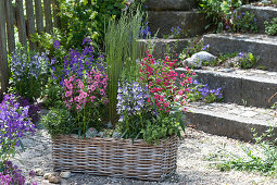 Basket with Angelonia Angel face