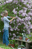 Woman Cuts Branches Of Lilac 'michel Buchner' In The Garden