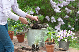 Woman Is Planting Herbs And Vegetables In Pot