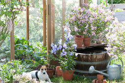 Kohlrabi In The Greenhouse, Water Barrel And Lilac