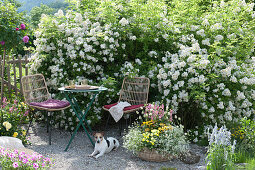 Sitzplatz auf Kiesterrasse vor Multiflora - Rose